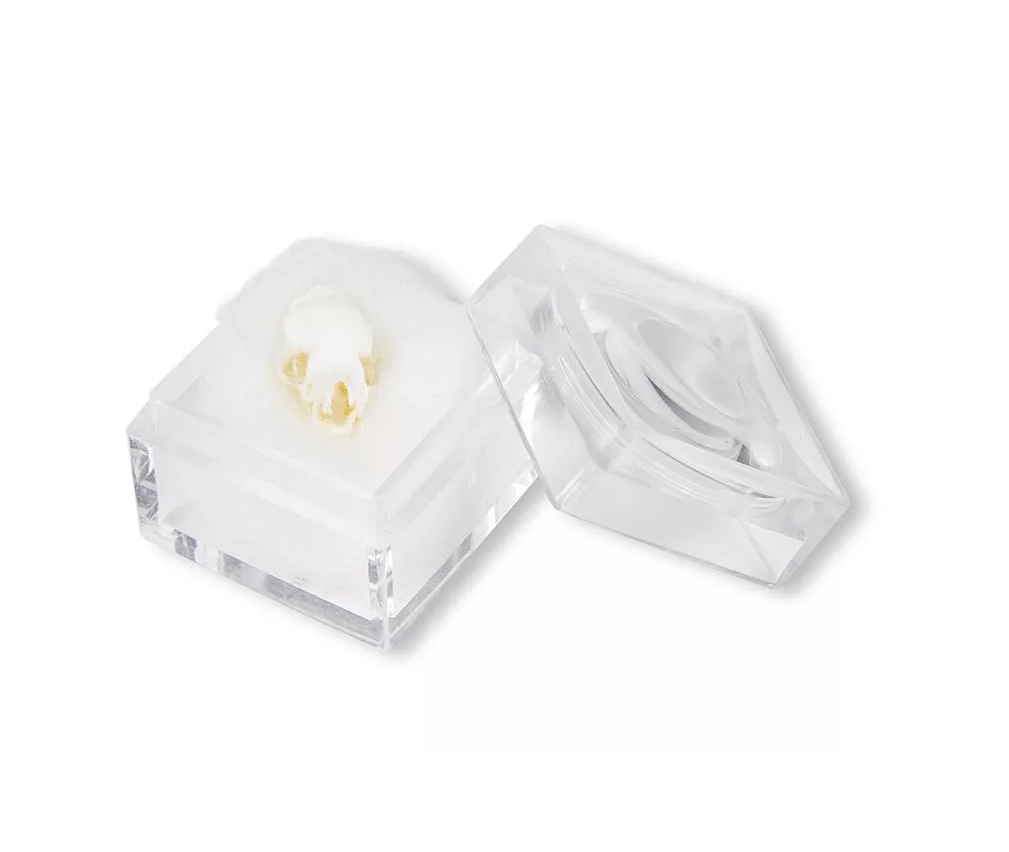 Schädel Fledermaus - Erler - Zimmer